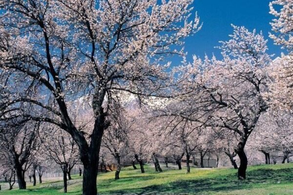 best hunza blossom tour package 7 day