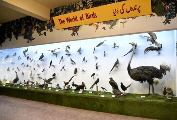 Explore birds in pakistan tour