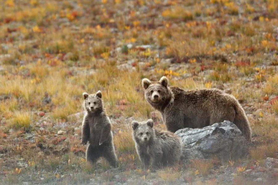 Wildlife Tour In Pakistan