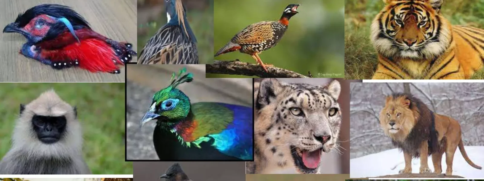 Pakistan Wildlife – Famous Animals, National Parks