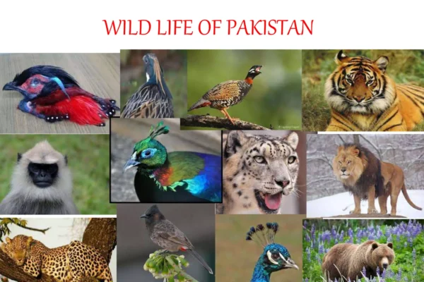 Pakistan Wildlife – Famous Animals, National Parks Pakistan Wildlife – Famous Animals, National Parks