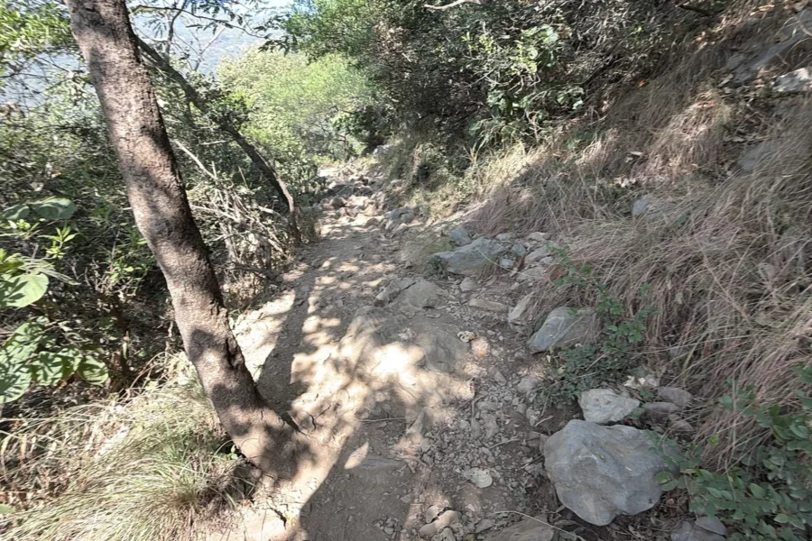 trail 5 track