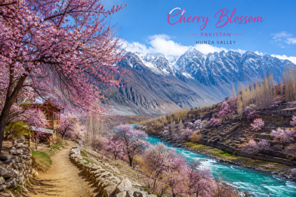 cherry Blossom Pakistan