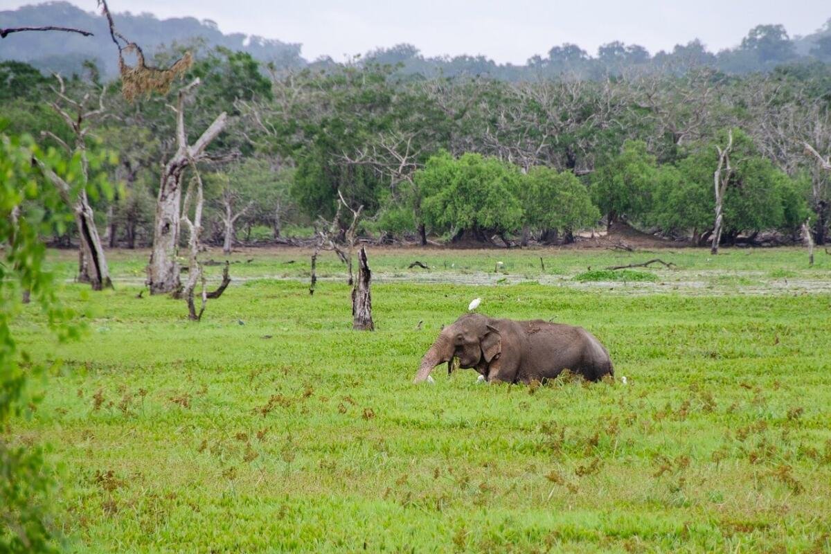 Tour of Sri Lanka from Pakistan